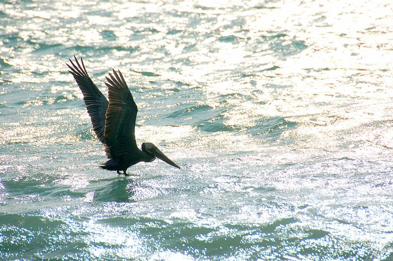 Pelican Shore Cottages 017.jpg
